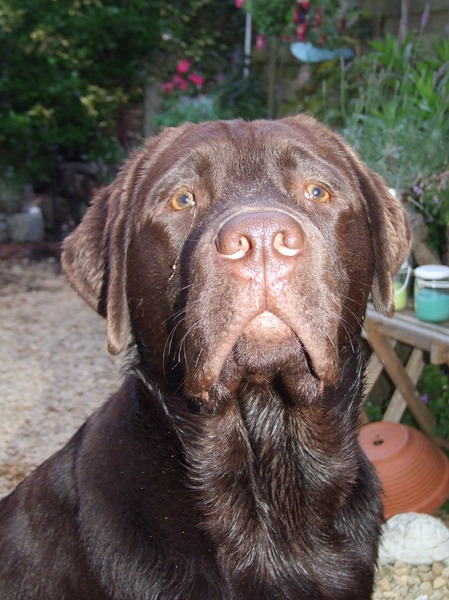 Labrador Retriever