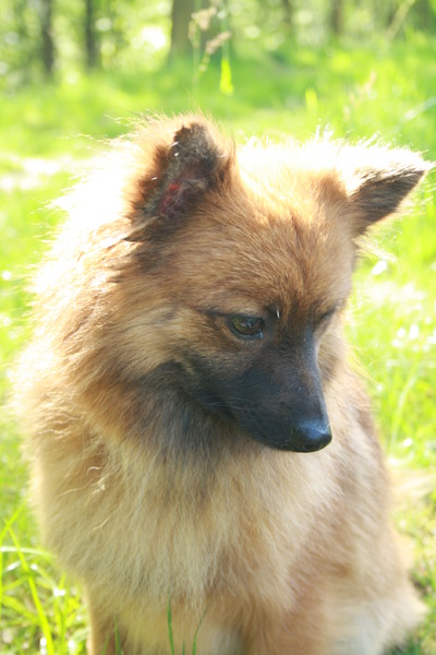 Keeshond, Klein
