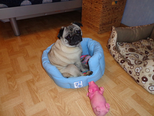 ozzy in zijn eertse mandje :-)