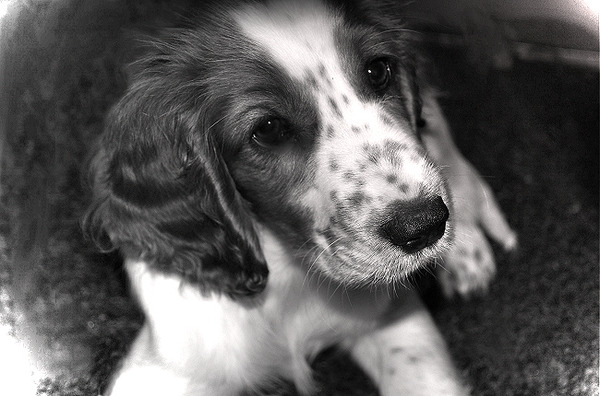 Welsh Springer Spaniel pup