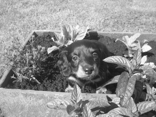 kiki in de bloempot.:)