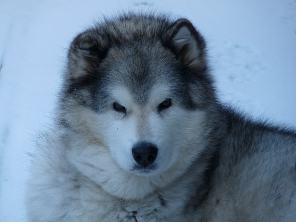 Alaskan Malamute