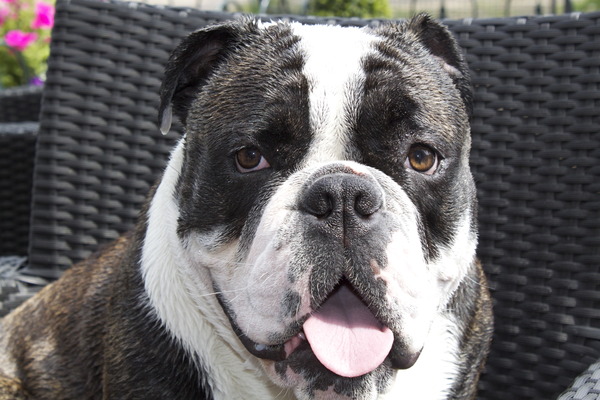 Old English Bulldog