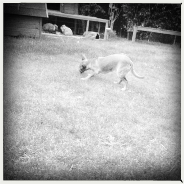 Mila & the bunnies
