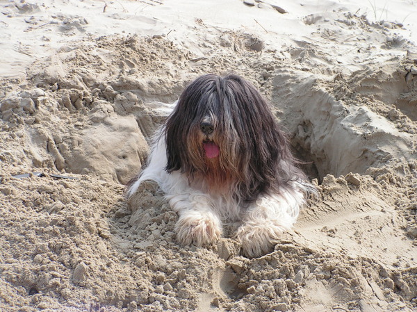 Polski Owczarek Nizinny