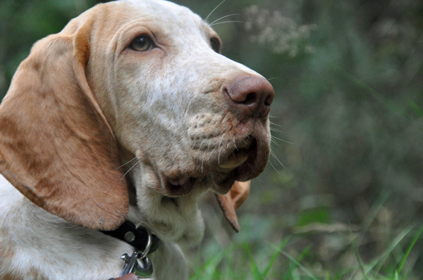 Bracco Italiano