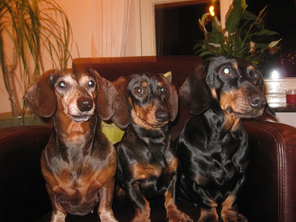 Dwergdashond, korthaar