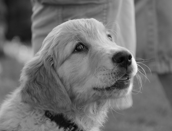 Mag ik dat koekje hebben?