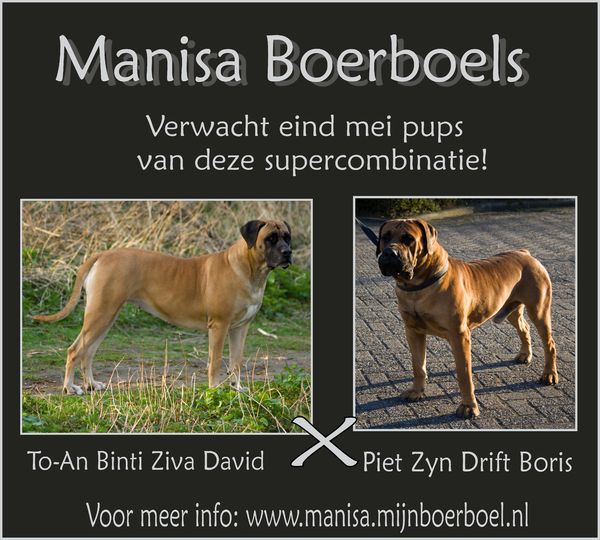 Manisa Boerboels