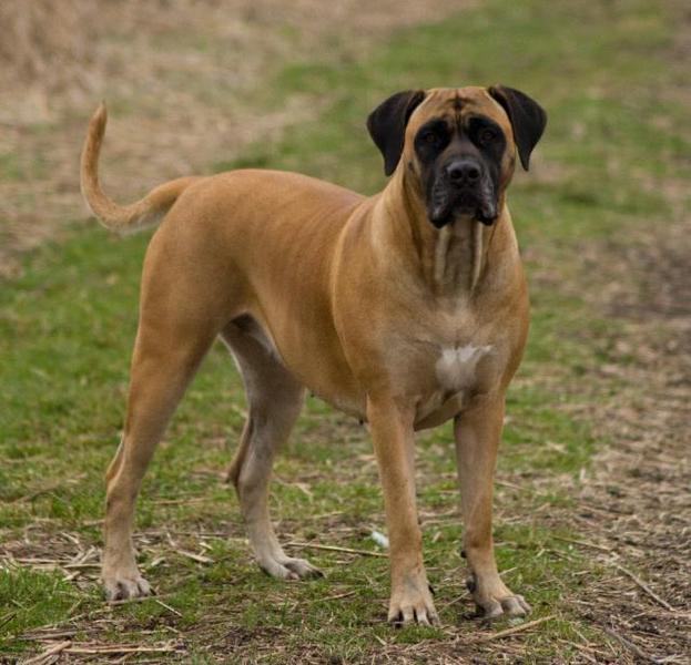 Manisa Boerboels