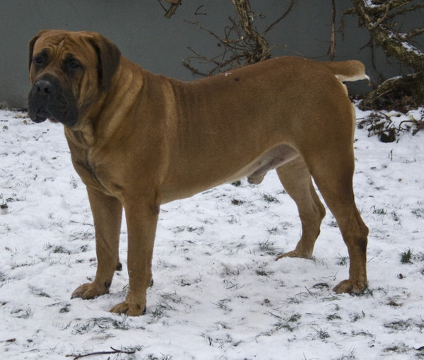 Manisa Boerboels