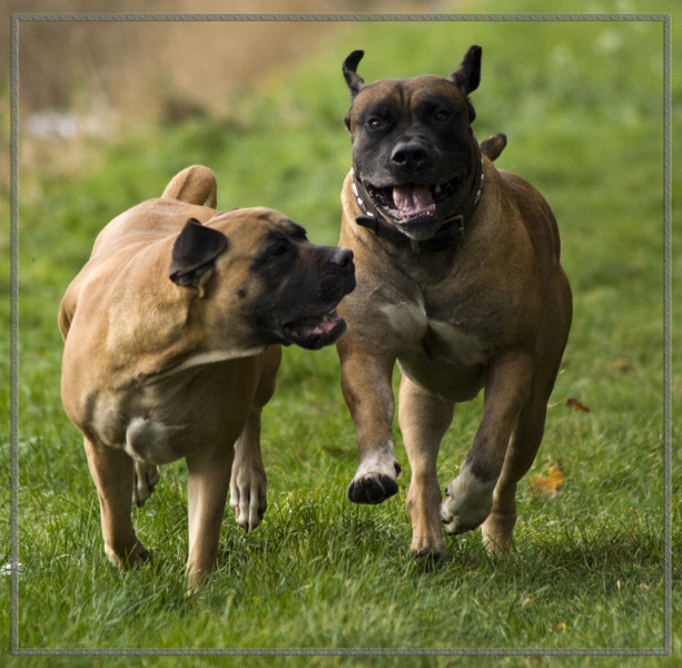 Manisa Boerboels