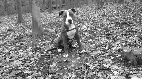 American Staffordshire Terrier