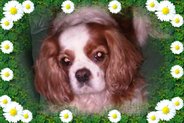 Cavalier King Charles Spaniel