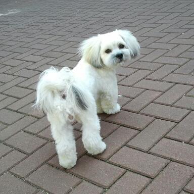 Lhasa Apso