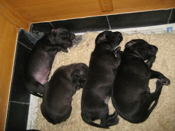  Poslusjnye Wihri ***marga van zeeland