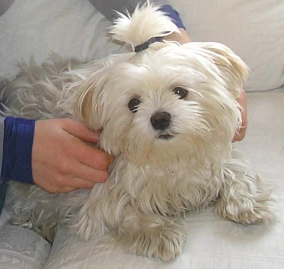 Maltezer