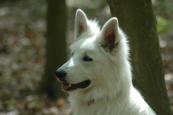 Zwitserse Witte Herdershond