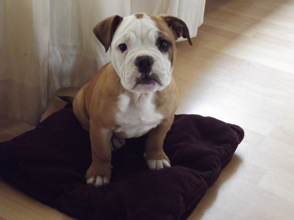 Old English Bulldog