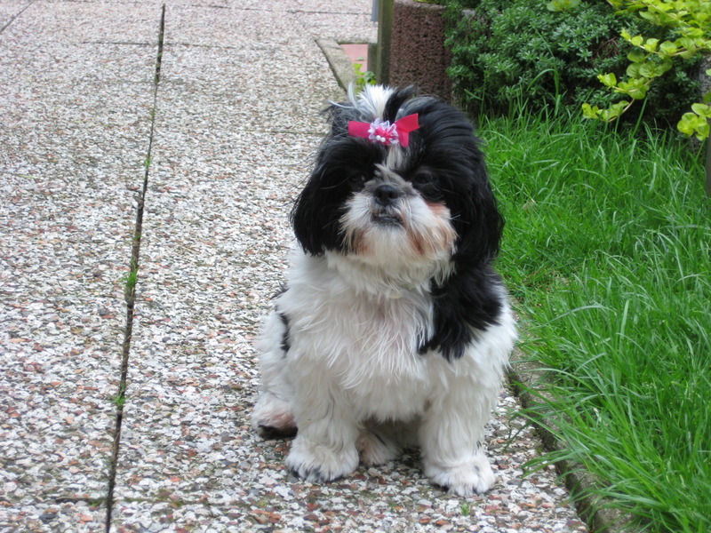 Shih Tzu