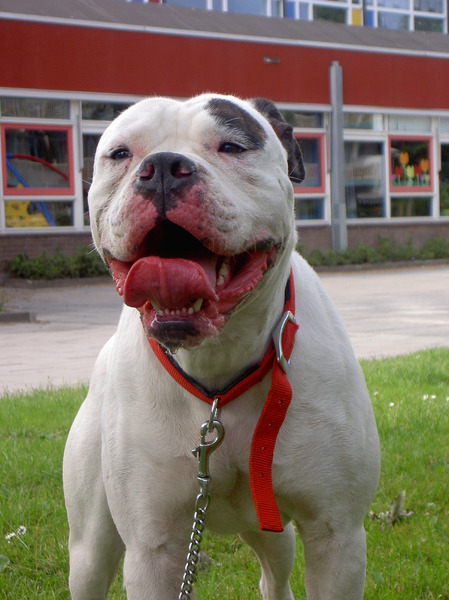 Amerikaanse Bulldog
