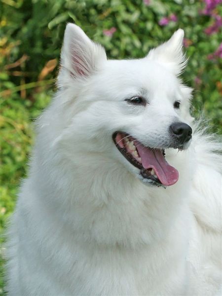 DE.GROTE.WITTE.KEES.