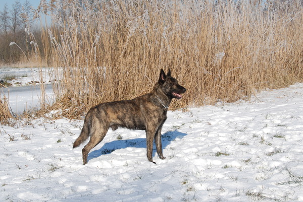 Hollandse Herdershond