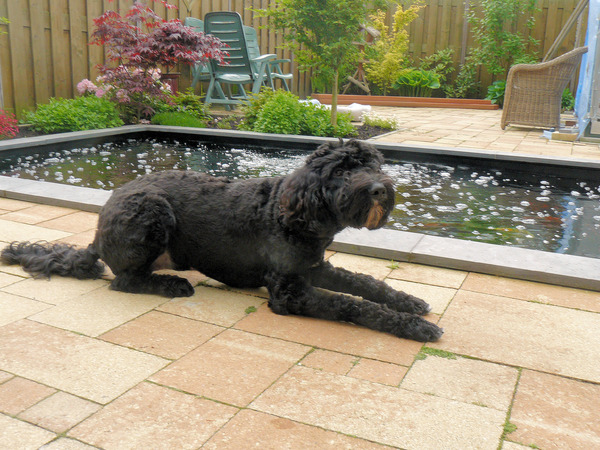 buddy liggend bij de vijver