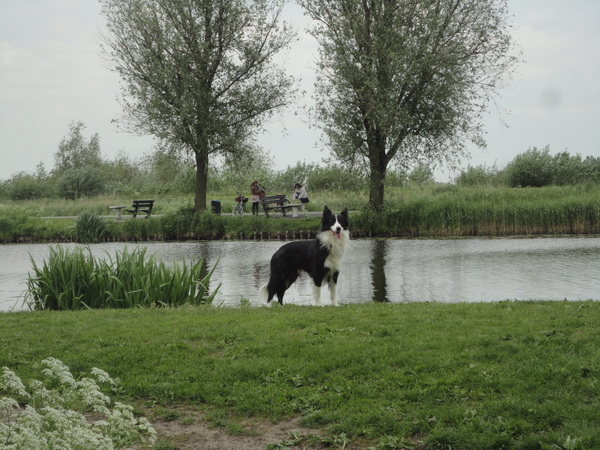 Loki wacht altijd netjes aan het water