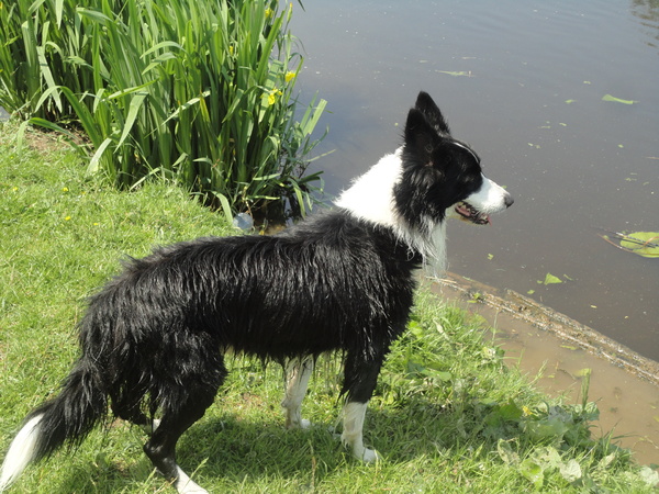 Loki is gek op zwemmen!