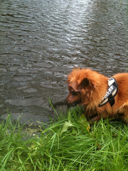 Vos aan het snorkelen