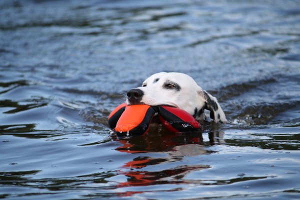 Nala apporteert in het water.