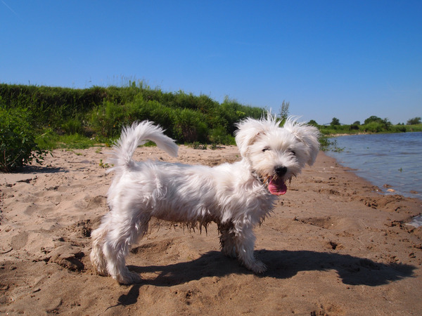 Zal ik wel of zal ik niet?