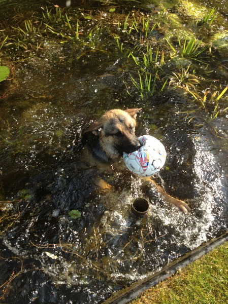 frodo mijn water ratje 