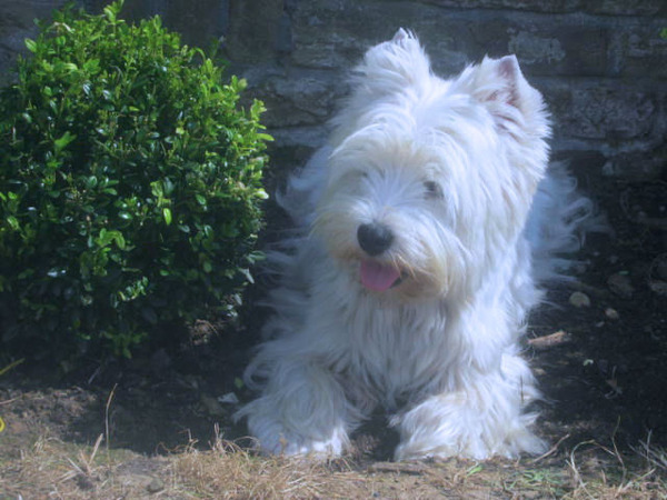 FROM CASTLE OF BEAUTIES