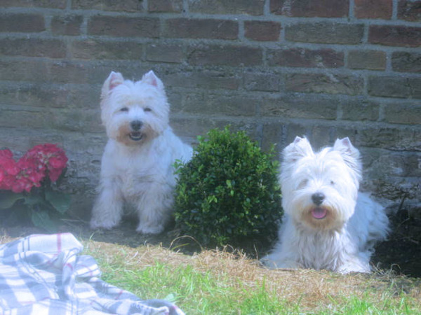 FROM CASTLE OF BEAUTIES