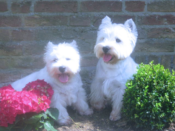 FROM CASTLE OF BEAUTIES