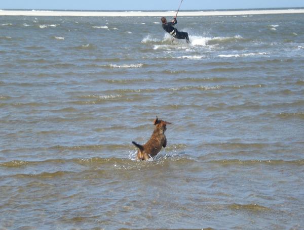 Diva in de waddenzee