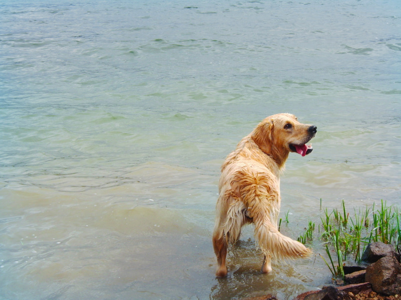 Mag ik in het water?