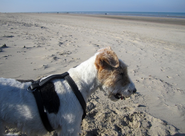 SNOOPY AAN ZEE