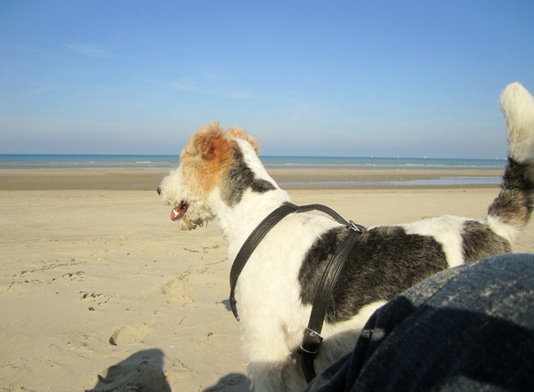 snoopy aan zee