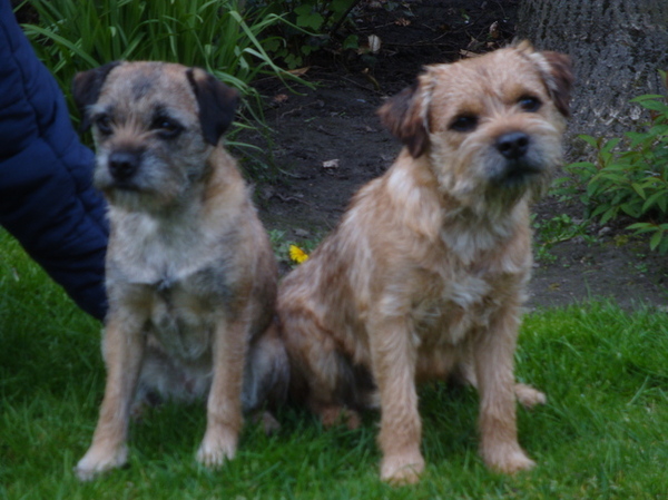 Border Terrier pups van Jessy