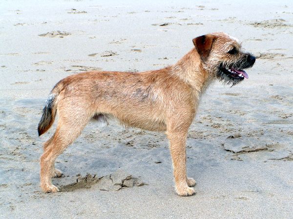 Border Terrier pups van Jessy