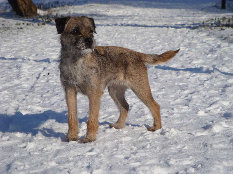 Border Terrier pups van Jessy