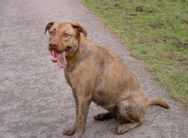 Roxy in de modder gespeeld