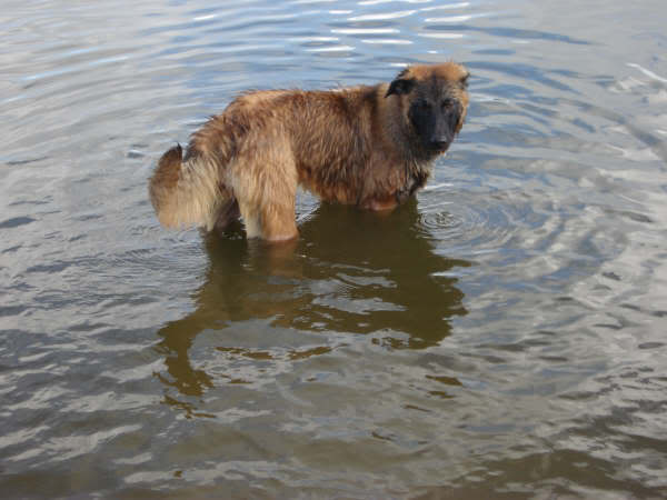 donna onze waterrat in het water