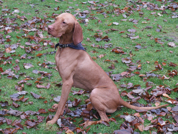 Vizsla (Hongaarse staande hond)