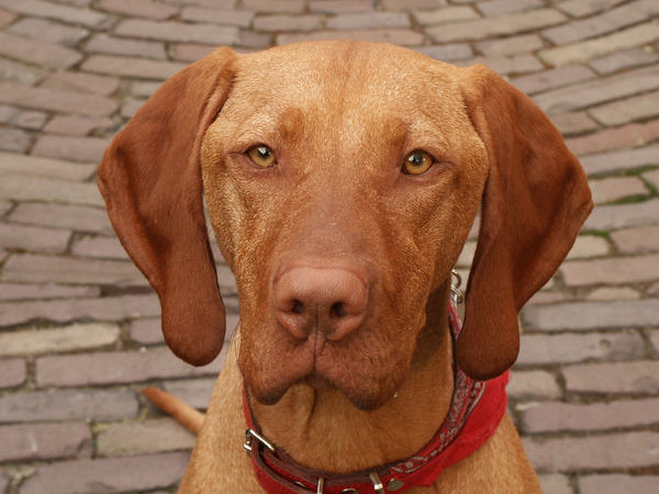 Vizsla (Hongaarse staande hond)