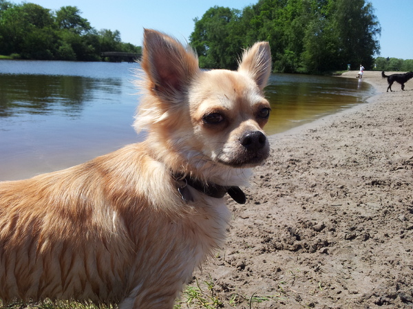 Puk bij de Groene Ster