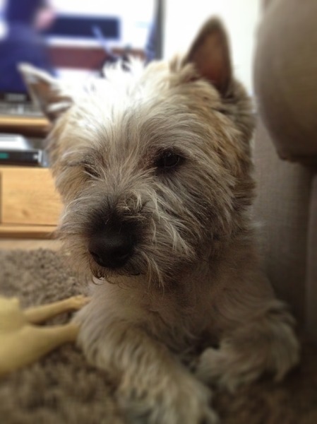 Cairn Terrier